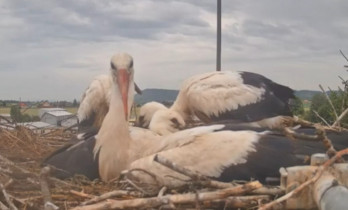 Slika pregleda web-kamere Storks Příšovice